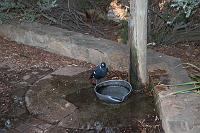  Magpie having a drink. Everytime I took it's photo, it looked up at me. Very obliging. :)