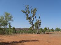  Ghost gums?