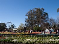 Floriade2013-40 : 2013, Canberra, Floriade