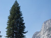 USA2016-556  Yosemite National Park : 2016, August, Betty, US, holidays